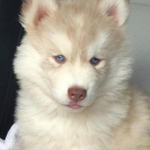 Meet your Posher, Cody